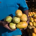 African Mango Extract
